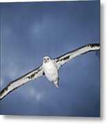Laysan Albatross Flying Midway Atoll #4 Metal Print