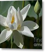 White Lotus Flower Metal Print