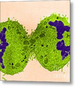 Mitosis, Late Telophase, Tem #4 Metal Print