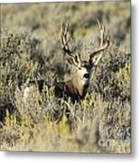 Mule Deer Buck Metal Print