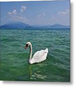 Mute Swan. Sirmione. Lago Di Garda #4 Metal Print
