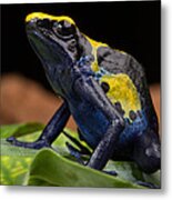 Poison Dart Frog #4 Metal Print