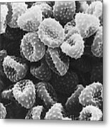 Ragweed Pollen Sem #4 Metal Print