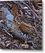 Ruffed Grouse #4 Metal Print