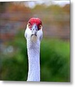 Sandhill Crane Bird #4 Metal Print