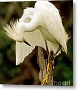 Snowy Egret #4 Metal Print