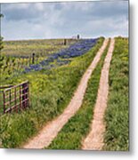 Texas Bluebonnets 1 Metal Print