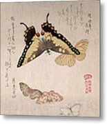 Various Moths And Butterflies #4 Metal Print