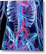 Vascular System Of Abdomen #4 Metal Print