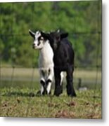 Cute Baby Goats Metal Print