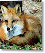 Red Fox #41 Metal Print