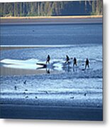 Feature - Bore Tide Surfing In Alaska #43 Metal Print