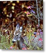White-tailed Deer #46 Metal Print