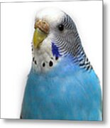 Blue Budgie #5 Metal Print