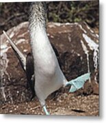 Blue-footed Booby Courtship Dance #5 Metal Print