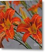 Day Lilly #5 Metal Print