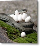 Grass Snake With Eggs #5 Metal Print