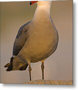 Heermanns Gull #5 Metal Print