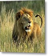 King Of The Savanna #4 Metal Print