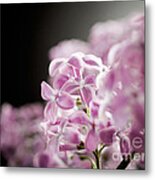 Lilac #5 Metal Print
