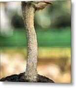 Ostrich #5 Metal Print