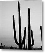 Silhouette Of Saguaro Cacti Carnegiea #5 Metal Print