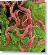 Trypanosome Trypomastigote Protozoan #5 Metal Print