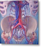Vascular System Of Abdomen #5 Metal Print