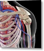 Vascular System Of Shoulder #5 Metal Print