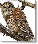 Barred Owl #6 Metal Print
