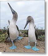 Blue-footed Booby Courtship Dance Metal Print