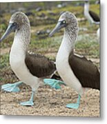 Blue-footed Booby Pair Courting #8 Metal Print