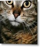 Brown Tabby #7 Metal Print