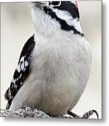 Downy Woodpecker #6 Metal Print