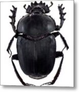 Dung Beetle #6 Metal Print