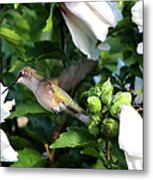 Hummingbird #6 Metal Print