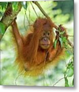 Sumatran Orangutan #6 Metal Print