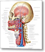 Venous System Of The Head And Neck #6 Metal Print