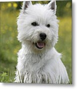 West Highland White Terrier #6 Metal Print