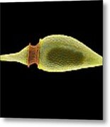 Diatom, Sem #7 Metal Print