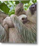 Hoffmanns Two-toed Sloth And Old Baby #7 Metal Print