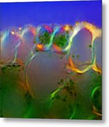 Lily Stalk Tissues With Stomata, Lm #7 Metal Print