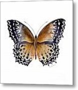 77 Cethosia Butterfly Metal Print
