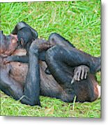 Bonobo Mother And Baby #78 Metal Print
