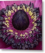 Anemone #8 Metal Print