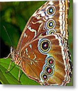Blue Morpho Butterfly #9 Metal Print