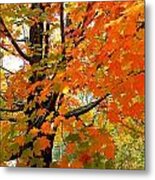 Fall Explosion Of Color #8 Metal Print