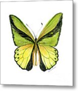 8 Goliath Birdwing Butterfly Metal Print