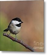 Black Capped Chickadee #83 Metal Print