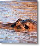 Hippopotamus In River. Serengeti. Tanzania #9 Metal Print